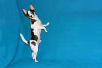 Connor- AKC smoothcoat, a male Chihuahua for sale in Abingdon, VA – 9 of 10