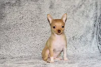 Willow-AKC (spoken for), a female Chihuahua for sale in Abingdon, VA – 5 of 9