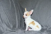 Ziggy-AKC Smoothcoat M, a male Chihuahua for sale in Abingdon, VA – 3 of 9