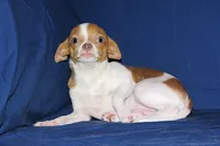 Caroline- AKC Smoothcoat F, a female Chihuahua for sale in Abingdon, VA – 7 of 9