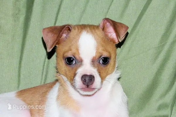 Wilbur-AKC Smoothcoat M – Chihuahua puppy for sale in Abingdon, VA