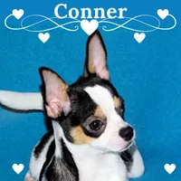 Connor- AKC smoothcoat, a male Chihuahua for sale in Abingdon, VA – 1 of 10