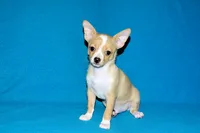 processed/c4479aa9-4f03-4eec-996c-99411a5657d5/listing/57f3b63e-daf2-4750-81ca-74215389510d/821bd578-a38b-4736-a9b1-3f2b2983ec22