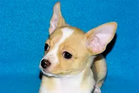 processed/c4479aa9-4f03-4eec-996c-99411a5657d5/listing/57f3b63e-daf2-4750-81ca-74215389510d/f200dee4-3974-47a1-bff4-e5047789ea3e