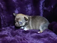 Ruby- Chocolate Sabled Fawn Smoothcoat Female, a female Chihuahua for sale in Abingdon, VA – 5 of 7