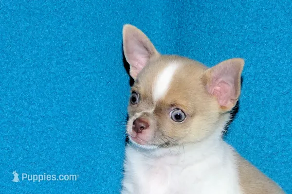 Devin- AKC smoothcoat Male – Chihuahua puppy for sale in Abingdon, VA