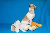 Wilbur-AKC Smoothcoat M, a male Chihuahua for sale in Abingdon, VA – 5 of 10