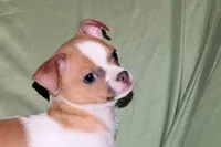 Wilbur-AKC Smoothcoat M, a male Chihuahua for sale in Abingdon, VA – 9 of 10
