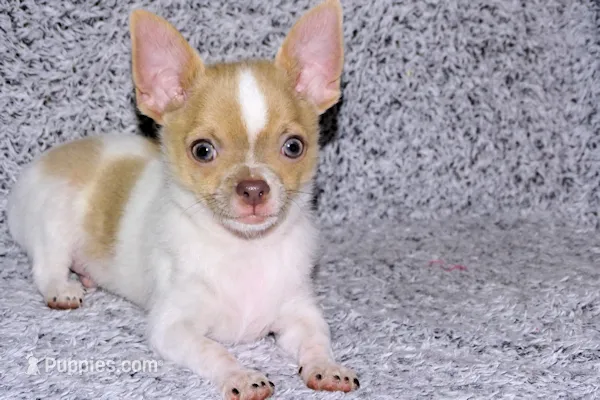Devin- AKC smoothcoat Male – Chihuahua puppy for sale in Abingdon, VA
