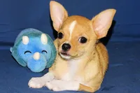 Lucky- AKC Smoothcoat Male, a male Chihuahua for sale in Abingdon, VA – 8 of 10
