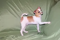Wilbur-AKC Smoothcoat M, a male Chihuahua for sale in Abingdon, VA – 2 of 10