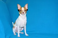 Wyatt- AKC Smoothcoat M, a male Chihuahua for sale in Abingdon, VA – 3 of 9