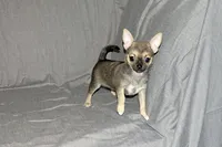 Posie-AKC Smoothcoat Female, a female Chihuahua for sale in Abingdon, VA – 2 of 9