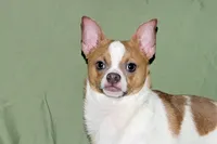 Wilbur-AKC Smoothcoat M, a male Chihuahua for sale in Abingdon, VA – 3 of 10