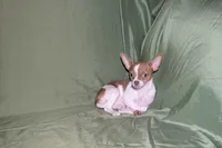 Caroline- AKC Smoothcoat F, a female Chihuahua for sale in Abingdon, VA – 7 of 8