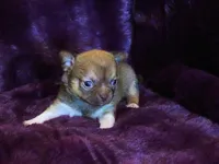 Ruby- Chocolate Sabled Fawn Smoothcoat Female, a female Chihuahua for sale in Abingdon, VA – 6 of 7