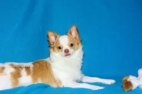 Cupid -AKC longcoat, a male Chihuahua for sale in Abingdon, VA – Photo 8 of 10