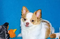 Cupid -AKC longcoat, a male Chihuahua for sale in Abingdon, VA – Photo 9 of 10