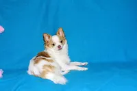 Cupid -AKC longcoat, a male Chihuahua for sale in Abingdon, VA – Photo 3 of 10