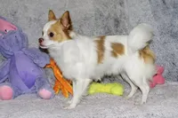 Cupid -AKC longcoat, a male Chihuahua for sale in Abingdon, VA – Photo 2 of 10