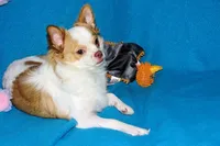 Cupid -AKC longcoat, a male Chihuahua for sale in Abingdon, VA – Photo 7 of 10