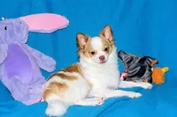 Cupid -AKC longcoat, a male Chihuahua for sale in Abingdon, VA – Photo 10 of 10
