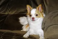 Cupid -AKC longcoat, a male Chihuahua for sale in Abingdon, VA – Photo 1 of 10