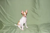 Wyatt- AKC Smoothcoat M, a male Chihuahua for sale in Abingdon, VA – 2 of 10