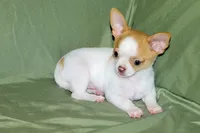Marshmallow-AKC Smoothcoat M, a male Chihuahua for sale in Abingdon, VA – 7 of 9