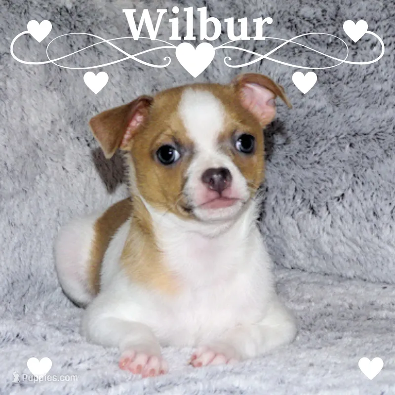 Wilbur-AKC Smoothcoat M – Chihuahua puppy for sale in Abingdon, VA