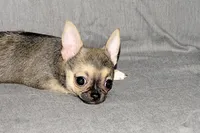 Posie-AKC Smoothcoat Female, a female Chihuahua for sale in Abingdon, VA – 3 of 9
