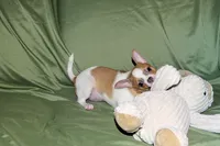 Wilbur-AKC Smoothcoat M, a male Chihuahua for sale in Abingdon, VA – 7 of 10
