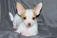 Ziggy-AKC Smoothcoat M, a male Chihuahua for sale in Abingdon, VA – 6 of 9
