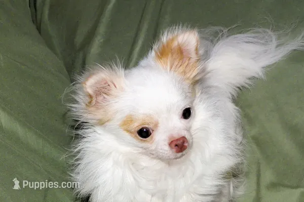 Mr. Mouse- AKC longcoat – Chihuahua puppy for sale in Abingdon, VA