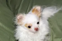 Mr. Mouse- AKC longcoat, a male Chihuahua for sale in Abingdon, VA – 1 of 8