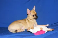 Posie-AKC Smoothcoat Female, a female Chihuahua for sale in Abingdon, VA – 6 of 10