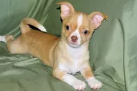 Berry-AKC Smoothcoat M, a male Chihuahua for sale in Abingdon, VA – 5 of 7