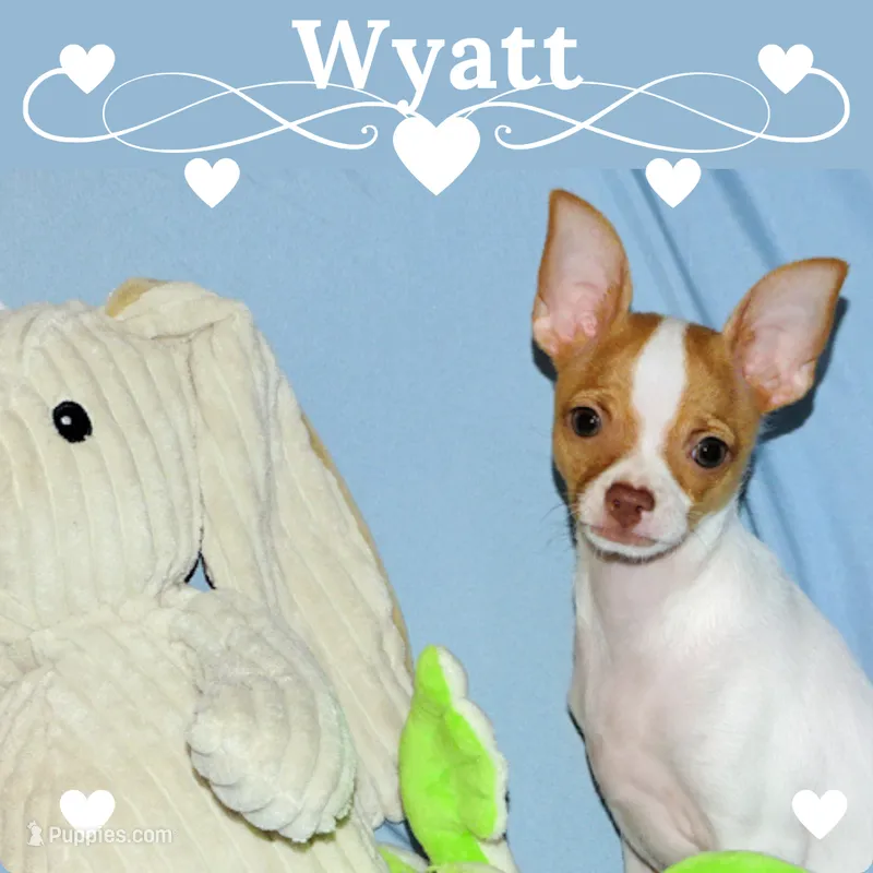 Wyatt- AKC Smoothcoat M – Chihuahua puppy for sale in Abingdon, VA
