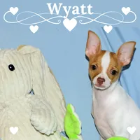 Wyatt- AKC Smoothcoat M, a male Chihuahua for sale in Abingdon, VA – 1 of 9
