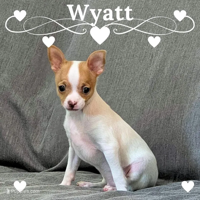 Wyatt- AKC Smoothcoat M – Chihuahua puppy for sale in Abingdon, VA
