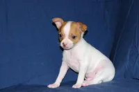 Wyatt- AKC Smoothcoat M, a male Chihuahua for sale in Abingdon, VA – Photo 6 of 7