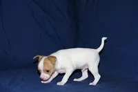 Wyatt- AKC Smoothcoat M, a male Chihuahua for sale in Abingdon, VA – Photo 4 of 7