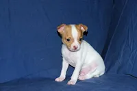 Wyatt- AKC Smoothcoat M, a male Chihuahua for sale in Abingdon, VA – Photo 5 of 7