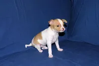 Wyatt- AKC Smoothcoat M, a male Chihuahua for sale in Abingdon, VA – Photo 3 of 7