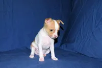Wyatt- AKC Smoothcoat M, a male Chihuahua for sale in Abingdon, VA – Photo 2 of 7