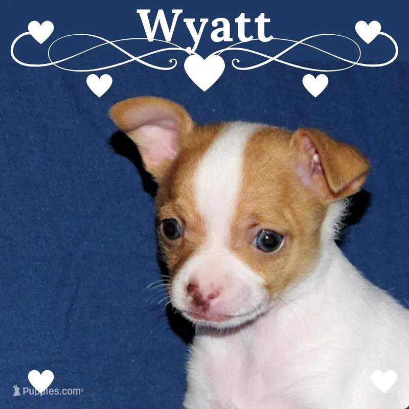 Wyatt- AKC Smoothcoat M – Chihuahua puppy for sale in Abingdon, VA