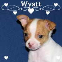 Wyatt- AKC Smoothcoat M, a male Chihuahua for sale in Abingdon, VA – Photo 1 of 7