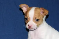 Wyatt- AKC Smoothcoat M, a male Chihuahua for sale in Abingdon, VA – Photo 7 of 7