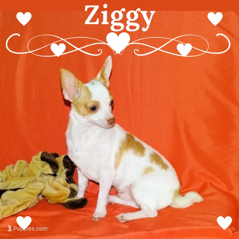 Ziggy-AKC Smoothcoat M – Chihuahua puppy for sale in Abingdon, VA