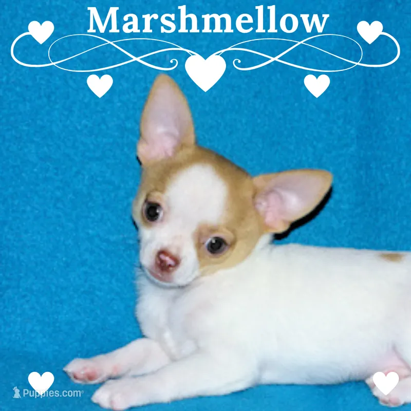 Marshmallow-AKC Smoothcoat M – Chihuahua puppy for sale in Abingdon, VA